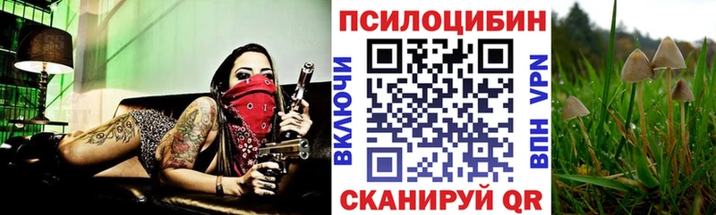Галлюциногенные грибы Cubensis  Новая Ладога 